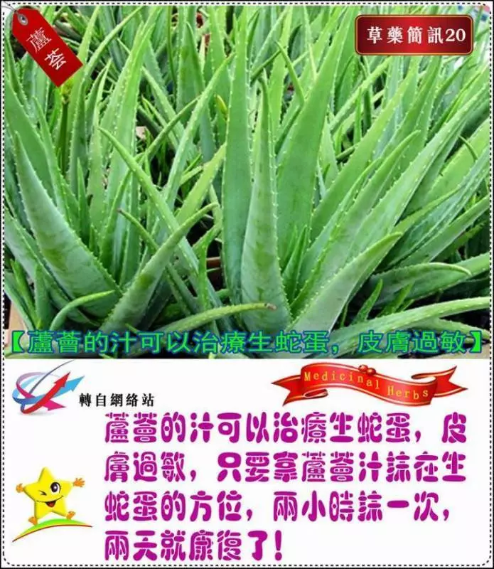 30種草藥簡訊 很全面 收藏就是賺到了