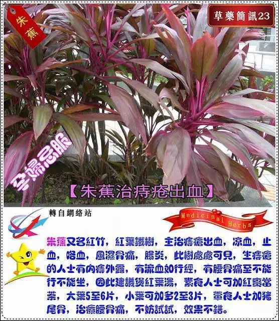 30種草藥簡訊 很全面 收藏就是賺到了
