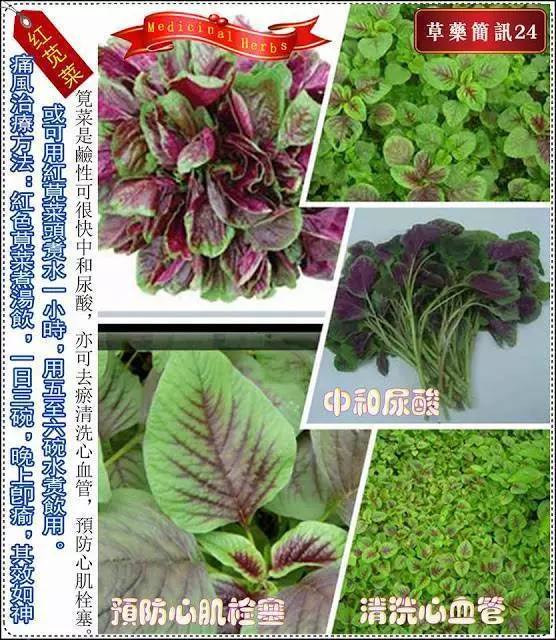 30種草藥簡訊 很全面 收藏就是賺到了