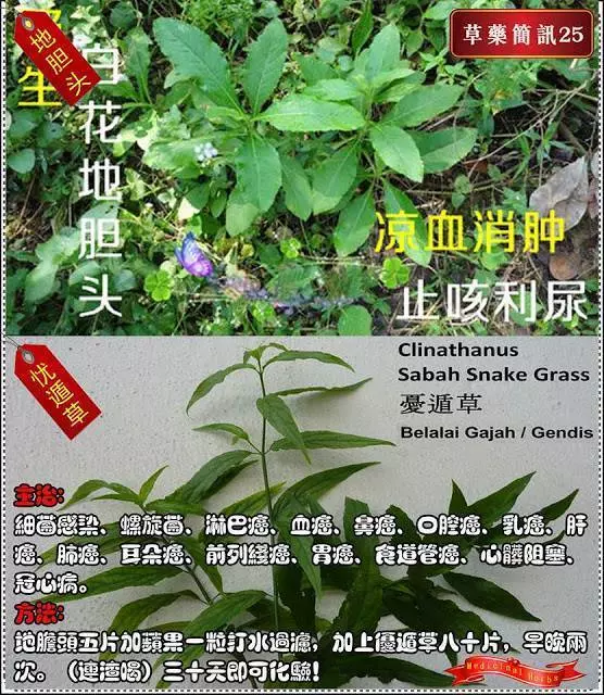 30種草藥簡訊 很全面 收藏就是賺到了