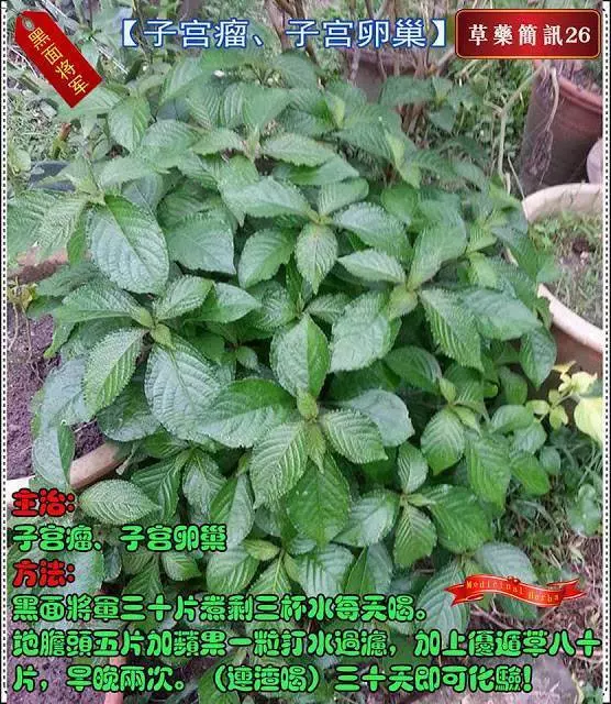 30種草藥簡訊 很全面 收藏就是賺到了