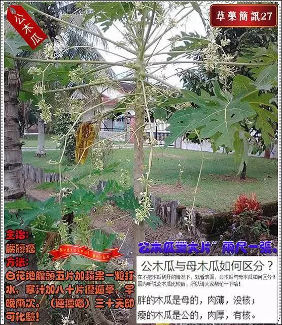30種草藥簡訊 很全面 收藏就是賺到了