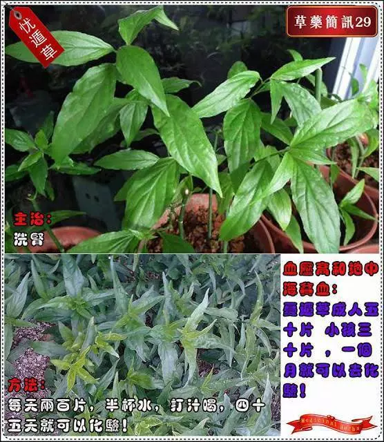 30種草藥簡訊 很全面 收藏就是賺到了