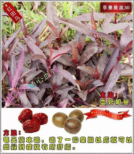 30種草藥簡訊 很全面 收藏就是賺到了