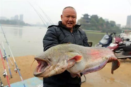 經常吃魚好處多,可痛風患者能吃嗎?今天告訴你,3種魚別吃了