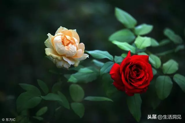 人到中年,堅持做好這三件事,幸福自然來