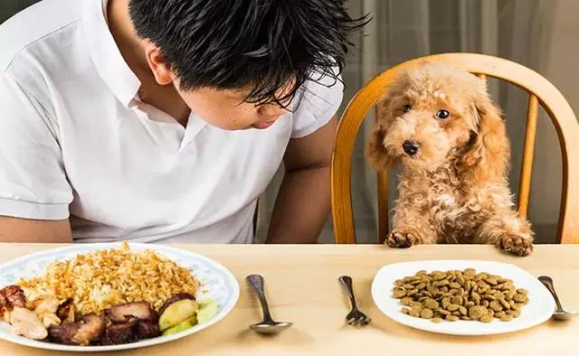 不要給狗狗喂人類的晚餐,這些食物的破壞力,比你想像的要強多了