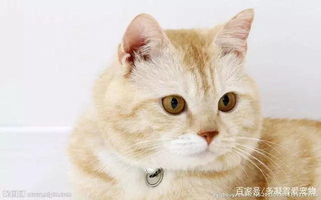 你幻想過擁有一群貓嗎?你知道那是什麼體驗嗎?我來講給你聽!