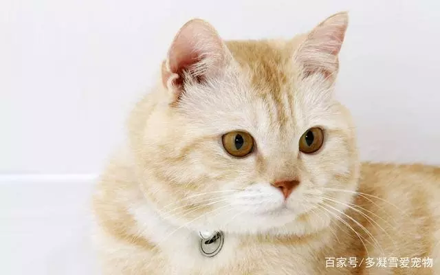 你幻想過擁有一群貓嗎?你知道那是什麼體驗嗎?我來講給你聽!