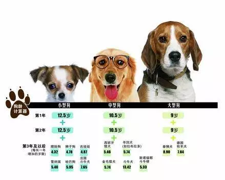 狗狗跟人年齡的換算,你家毛孩幾歲呢?