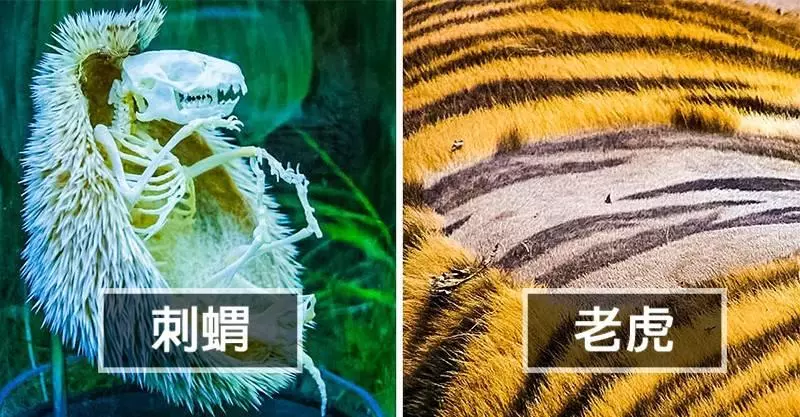 23張「人類一生只有5%機率親眼看到」的超稀奇照片 比硬幣還小的蛇!