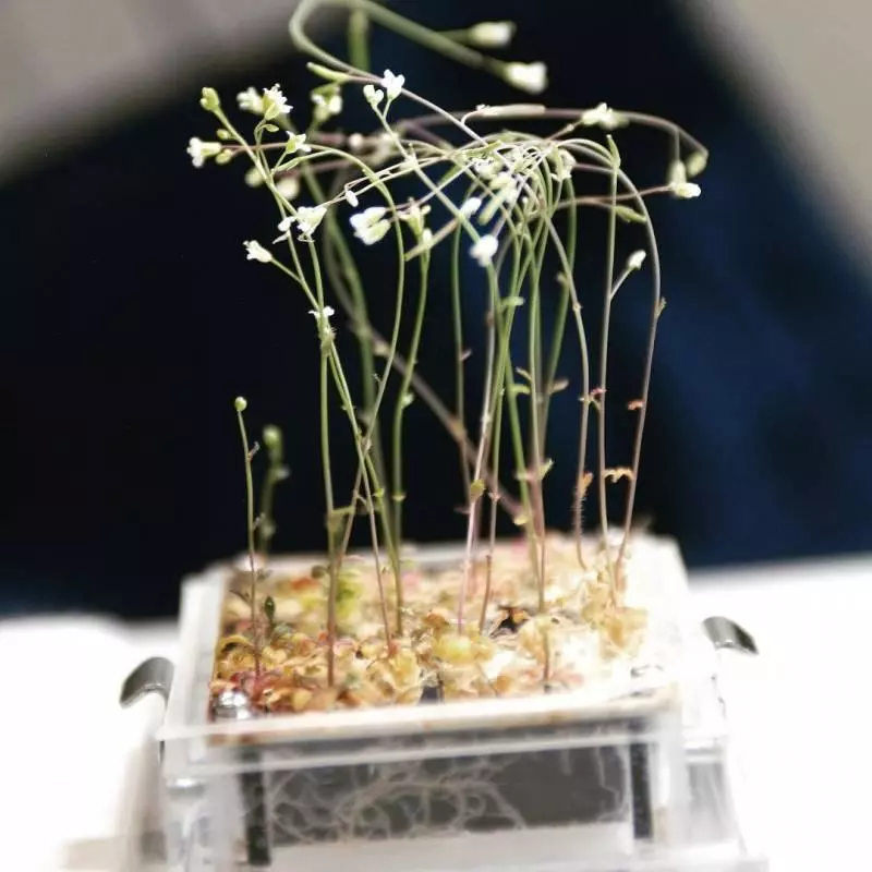23張「人類一生只有5%機率親眼看到」的超稀奇照片 比硬幣還小的蛇!