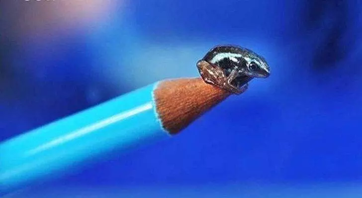 23張「人類一生只有5%機率親眼看到」的超稀奇照片 比硬幣還小的蛇!
