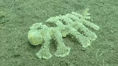 23張「人類一生只有5%機率親眼看到」的超稀奇照片 比硬幣還小的蛇!