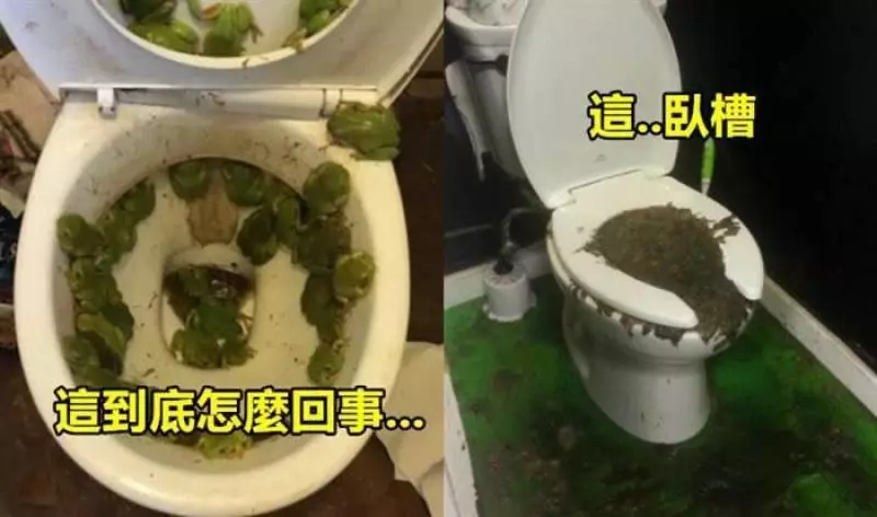 18張會讓你絕對不敢再用馬桶的照片!