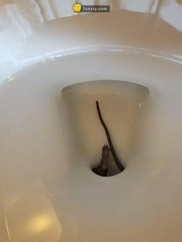 18張會讓你絕對不敢再用馬桶的照片!