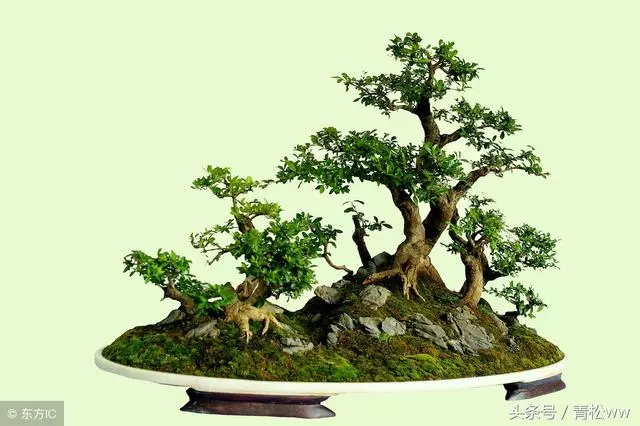 玩盆景,你必須要重視的問題,盆景植物的老化及其如何更新復壯