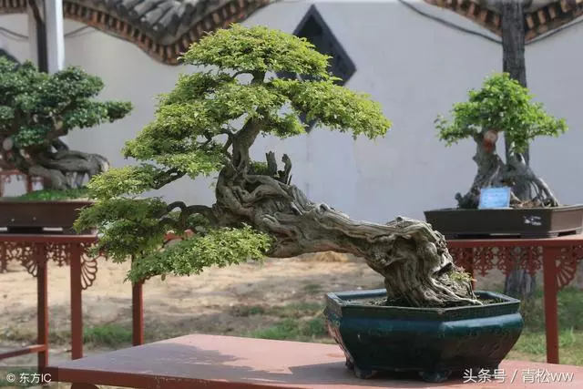玩盆景,你必須要重視的問題,盆景植物的老化及其如何更新復壯