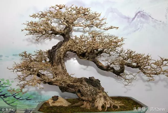 玩盆景,你必須要重視的問題,盆景植物的老化及其如何更新復壯