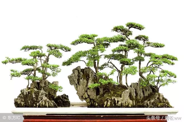 玩盆景,你必須要重視的問題,盆景植物的老化及其如何更新復壯