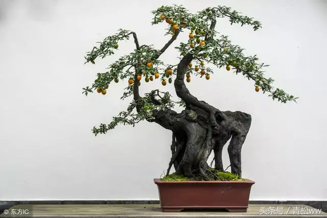 玩盆景,你必須要重視的問題,盆景植物的老化及其如何更新復壯