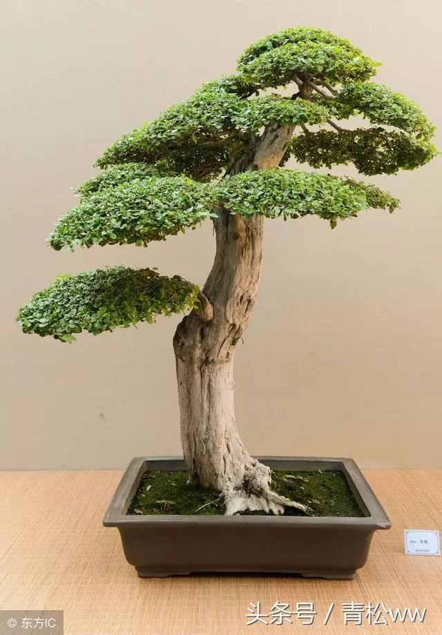 玩盆景,你必須要重視的問題,盆景植物的老化及其如何更新復壯