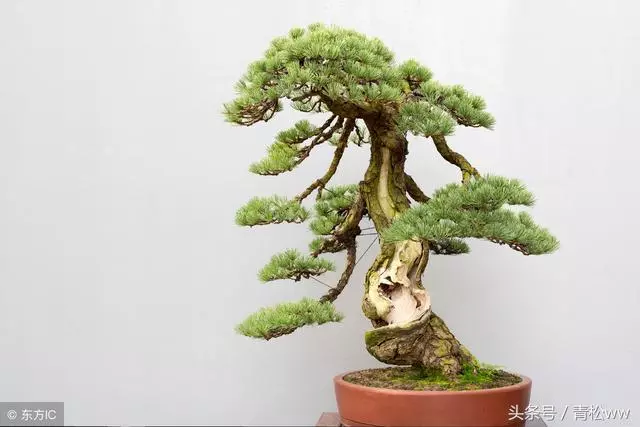 玩盆景,你必須要重視的問題,盆景植物的老化及其如何更新復壯