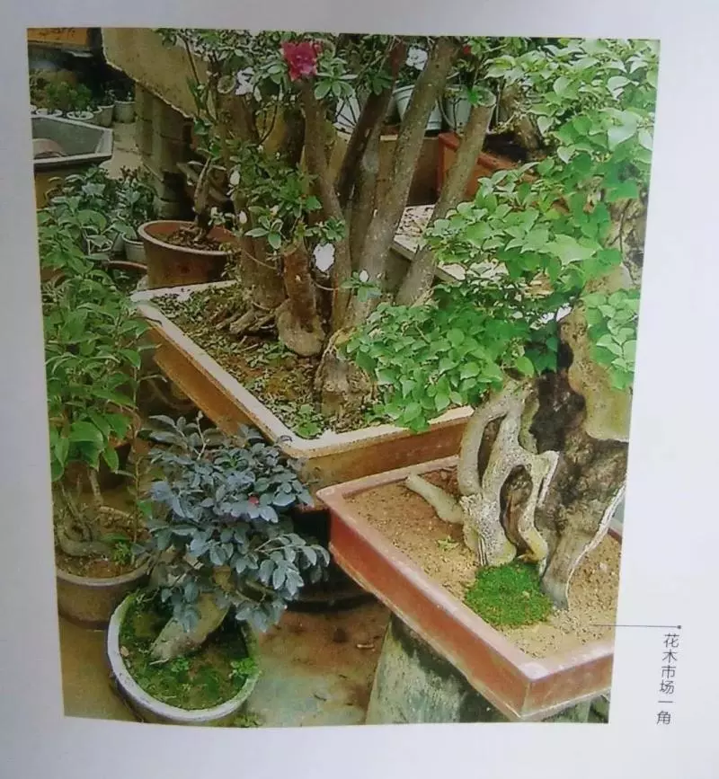 微型盆景的素材究竟從何而來?