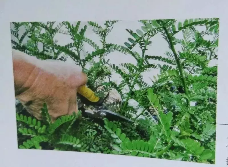 微型盆景的素材究竟從何而來?