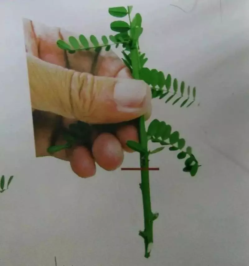 微型盆景的素材究竟從何而來?