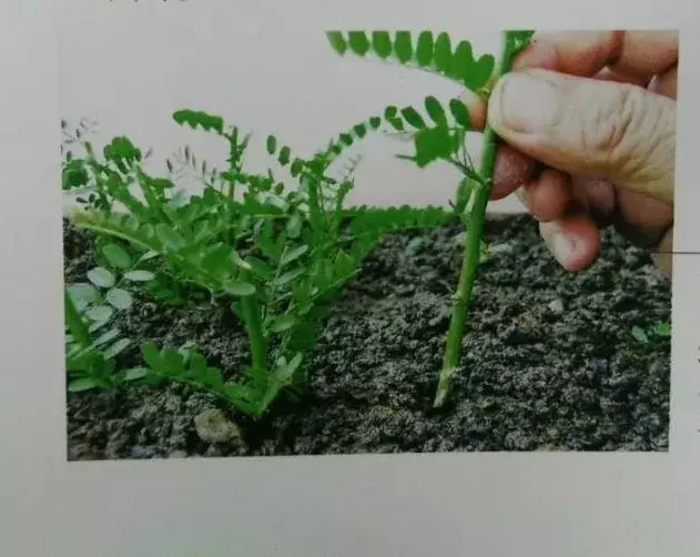 微型盆景的素材究竟從何而來?