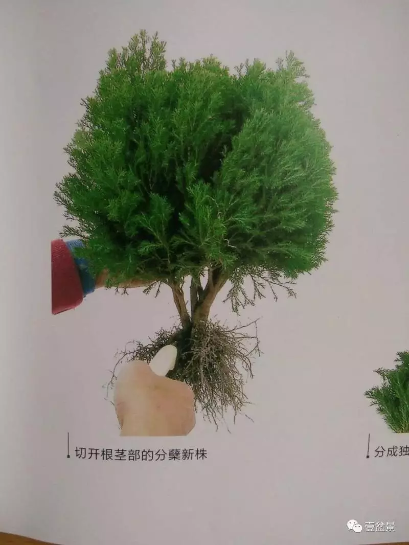 微型盆景的素材究竟從何而來?