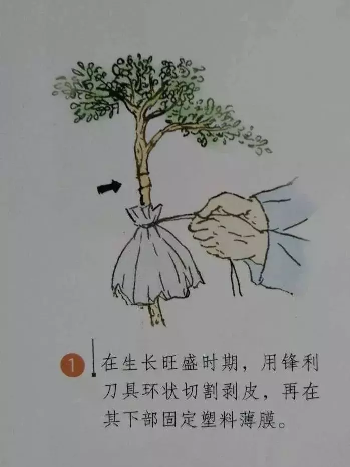 微型盆景的素材究竟從何而來?