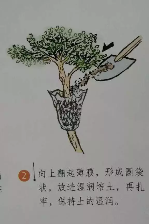 微型盆景的素材究竟從何而來?