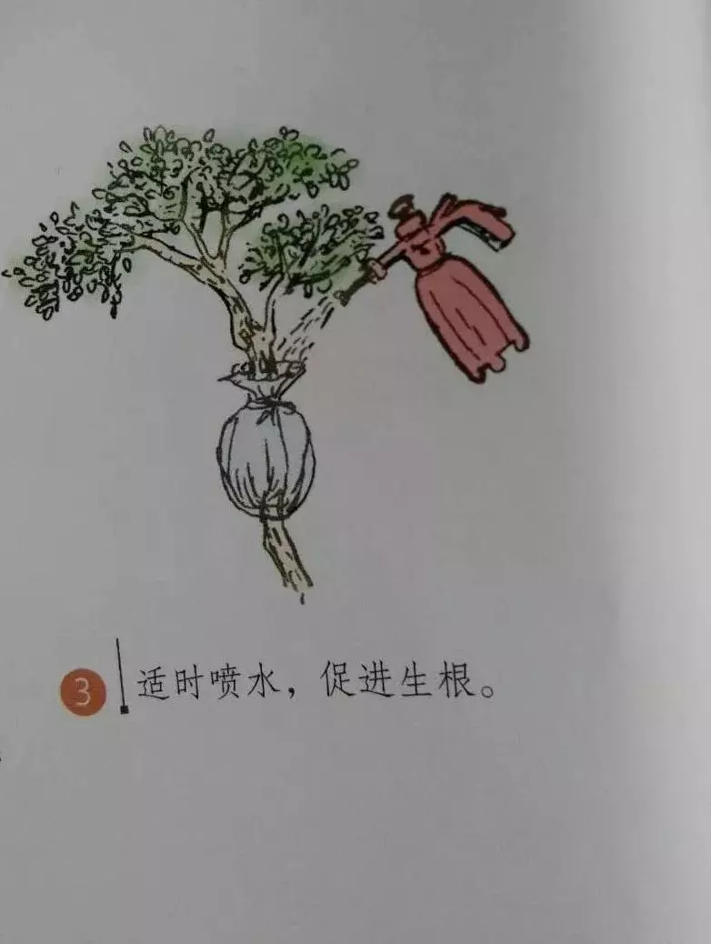 微型盆景的素材究竟從何而來?
