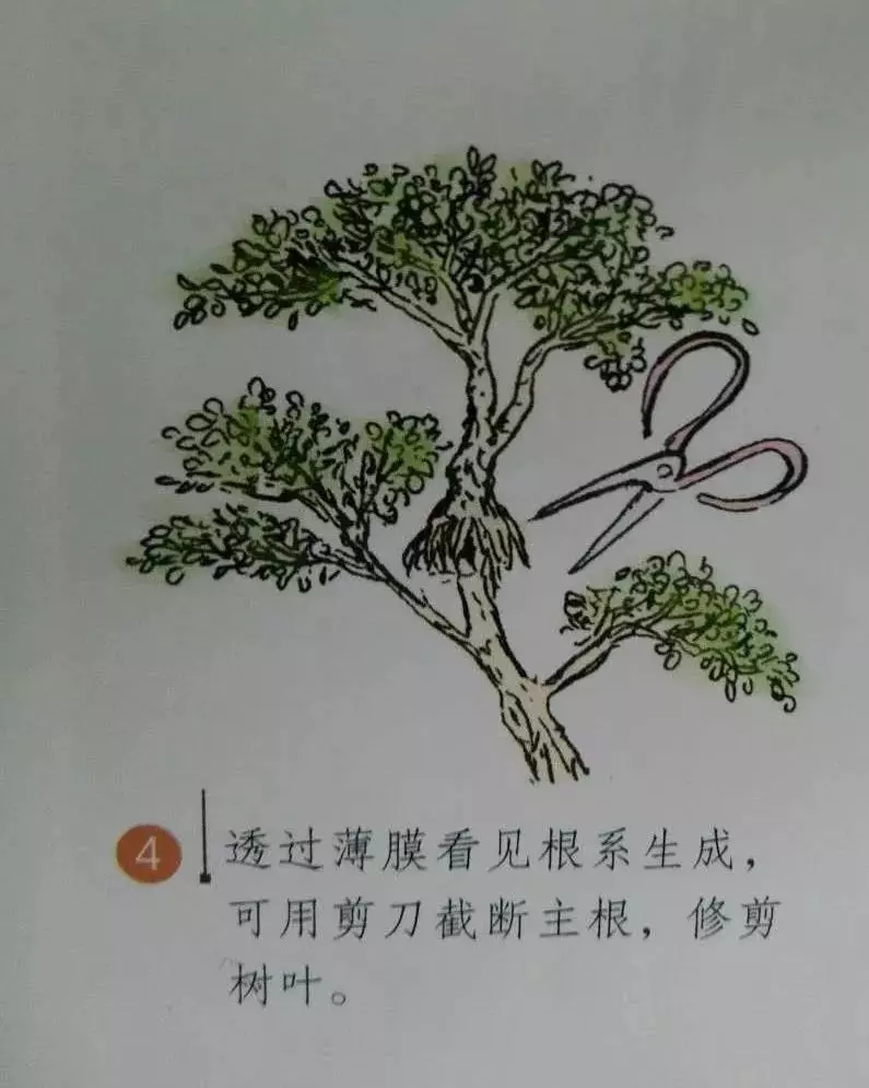 微型盆景的素材究竟從何而來?