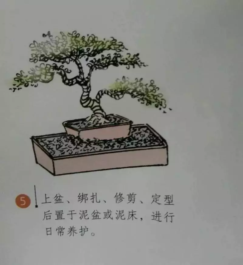 微型盆景的素材究竟從何而來?