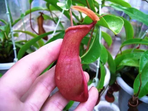 植物也開葷!世界上六大食肉植物,胃口好到能吞牛