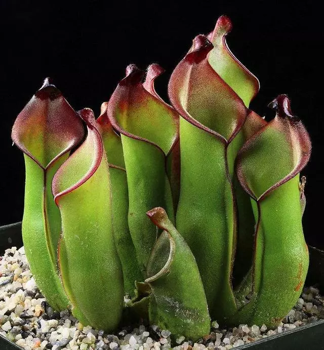 植物也開葷!世界上六大食肉植物,胃口好到能吞牛