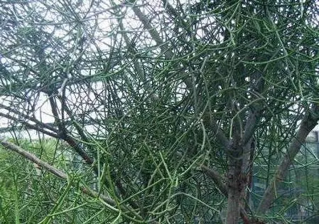 植物也開葷!世界上六大食肉植物,胃口好到能吞牛