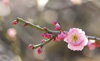3月12號起財星庇佑,多財多福走大運,橫財如雨的5大生肖!