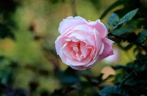 3月12號起財星庇佑,多財多福走大運,橫財如雨的5大生肖!