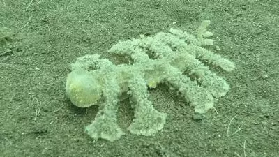 23張「人類一生只有5%機率親眼看到」的超稀奇照片 比硬幣還小的蛇!