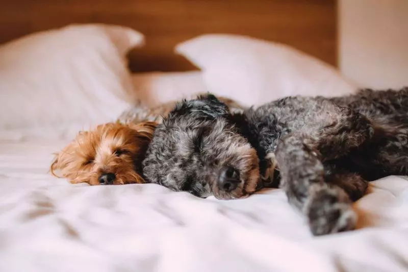 狗狗睡覺會做夢嗎?夢境多與主人有關,睡眠好壞反應身體健康狀況