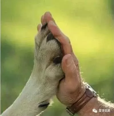 狗不嫌家貧你若不離不棄,它必生死相依!