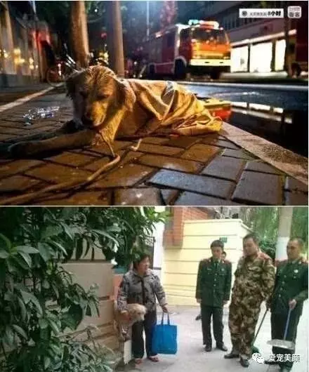狗不嫌家貧你若不離不棄,它必生死相依!