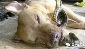 狗不嫌家貧你若不離不棄,它必生死相依!