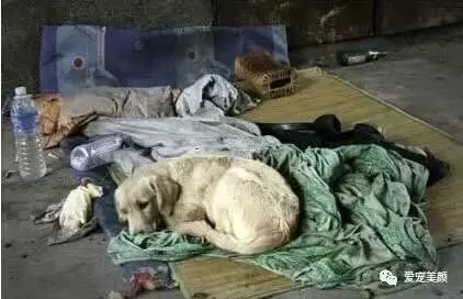 狗不嫌家貧你若不離不棄,它必生死相依!