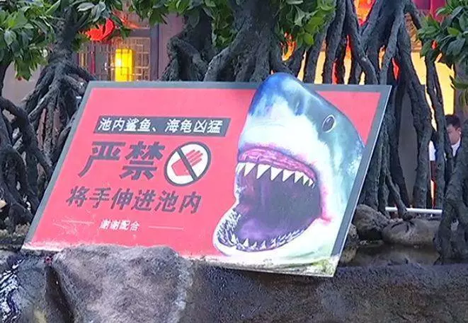 水族箱鯊魚跳出來 6歲女童「右手遭咬爛」....(內有視頻看)!!