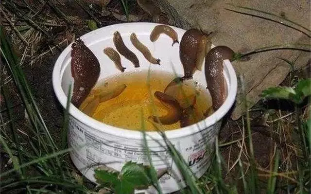 3月養花愛招蟲,提前噴點它,一年葉子綠油油!